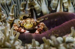 Hiding away( Anemone crab) by Leena Roy 
